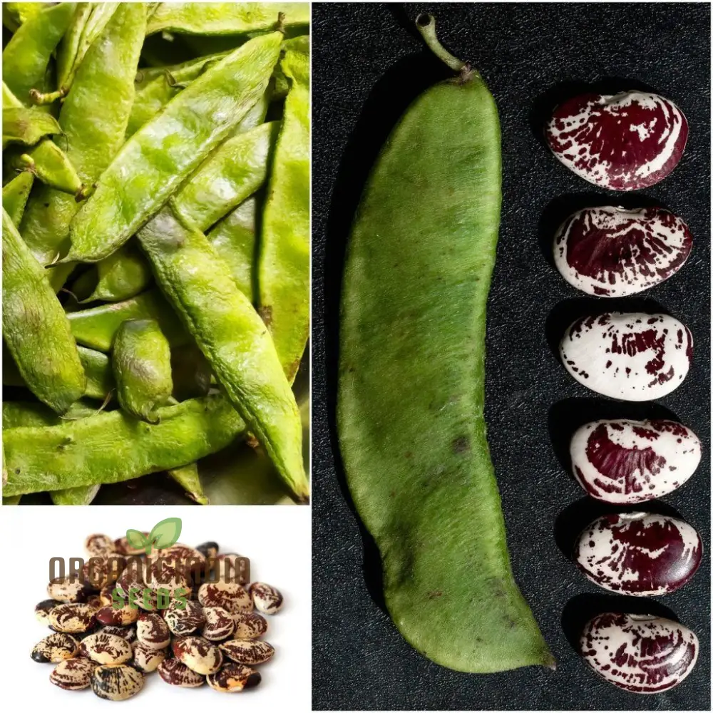 Bean Climbing Seeds - Gardening Enthusiast's Choice for Madagascar Variety | Heirloom Seed Packet