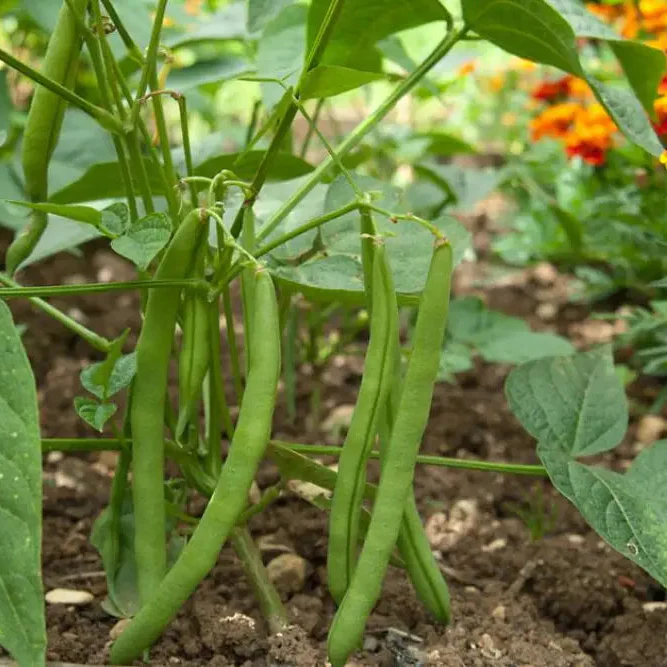 Bean Stanley Seeds, Cultivate Your Green Oasis with Premium Gardening Excellence and Botanical Diversity