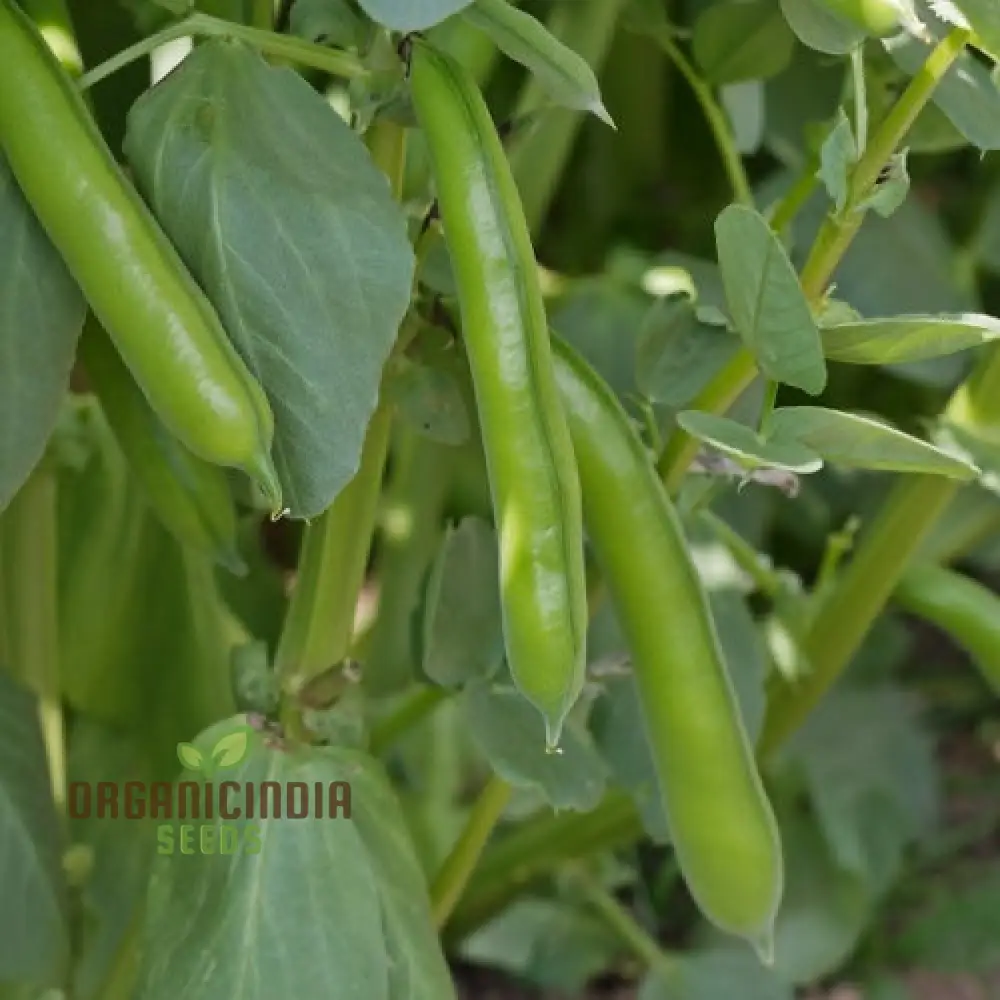 BEAN SUPER AQUADULCE Seeds for Your Garden | Buy Seeds Online