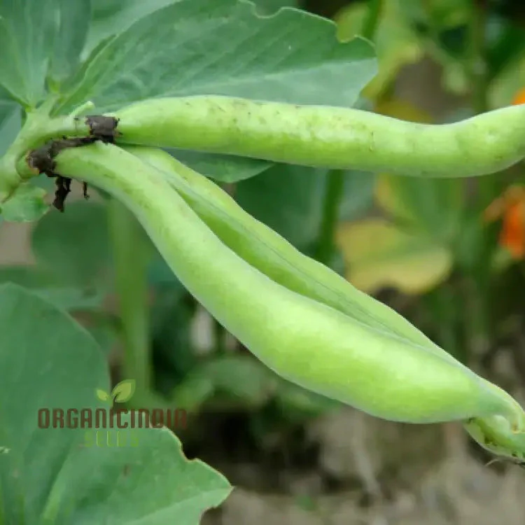 BEAN SUPER AQUADULCE Seeds for Your Garden | Buy Seeds Online - Image 3