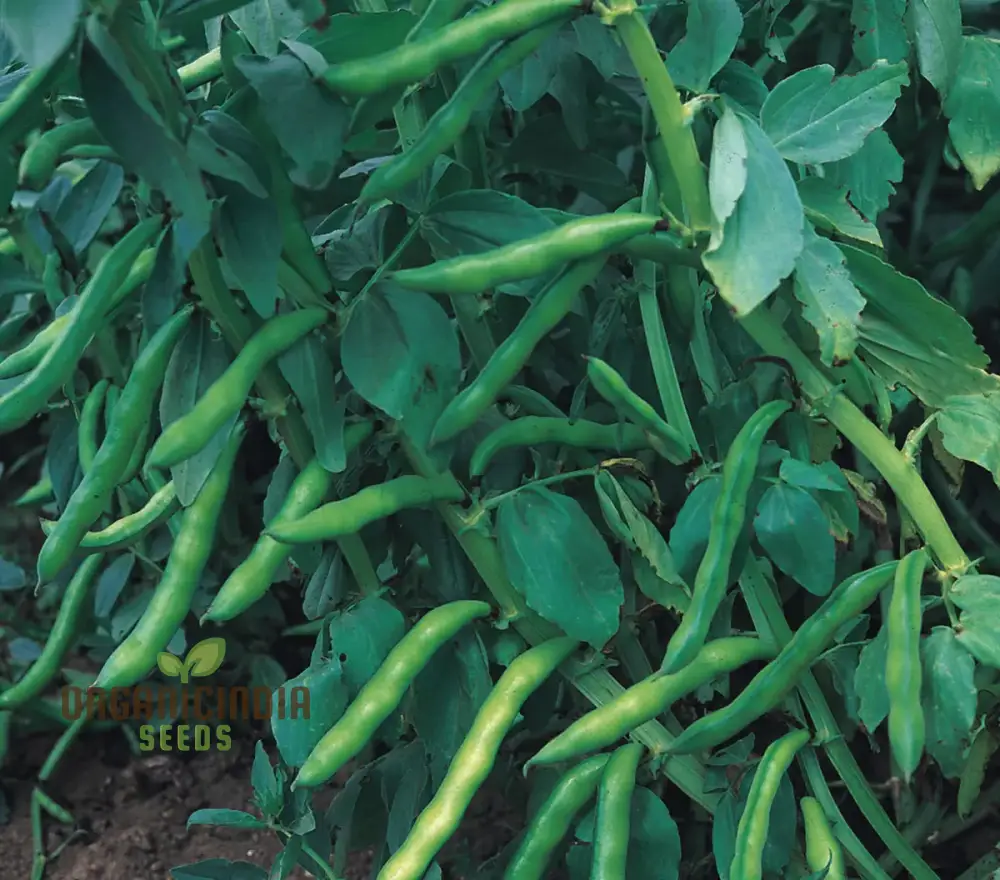 BEAN SUPER AQUADULCE Seeds for Your Garden | Buy Seeds Online - Image 4