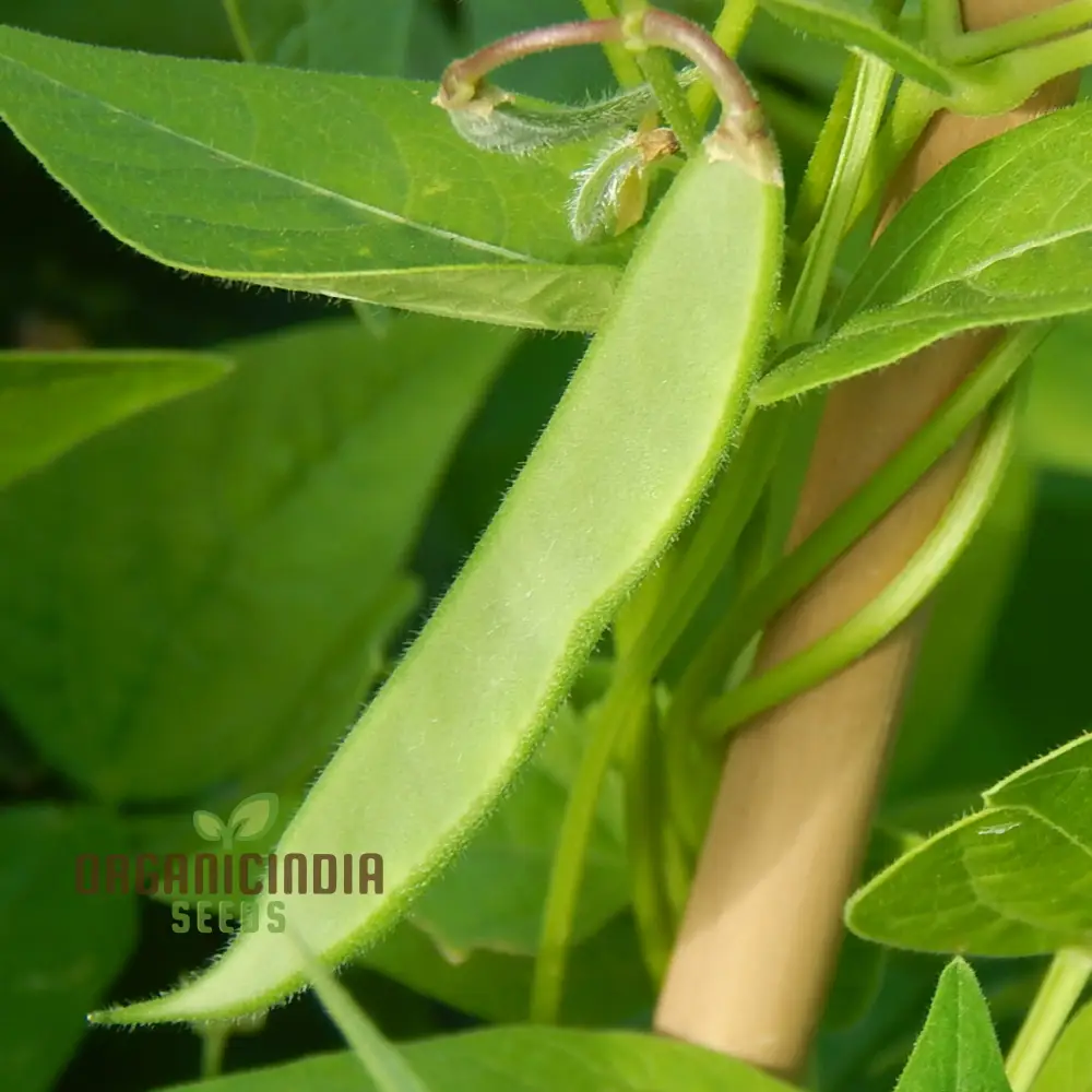 Bean Tepary Blue Seeds For Planting, Grow Unique and Nutritious Blue Beans