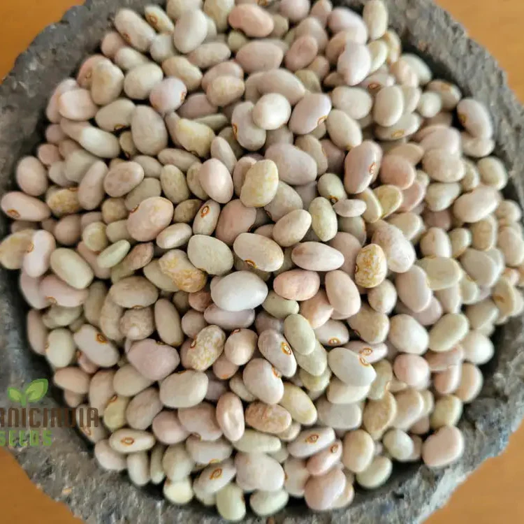 Bean Tepary Blue Seeds For Planting, Grow Unique and Nutritious Blue Beans - Image 3