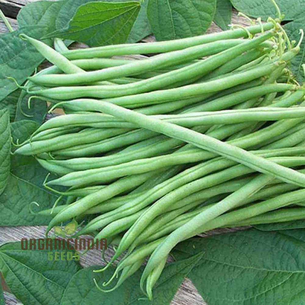 Beans Seeds for Home Gardening - High-Yield, Non-GMO, Easy-to-Grow Variety Pack - Perfect for Organic Gardening Enthusiasts