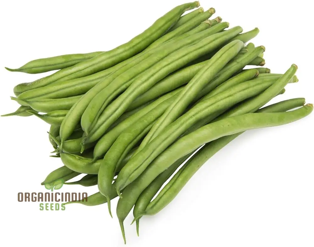 Beans Seeds for Home Gardening - High-Yield, Non-GMO, Easy-to-Grow Variety Pack - Perfect for Organic Gardening Enthusiasts - Image 3