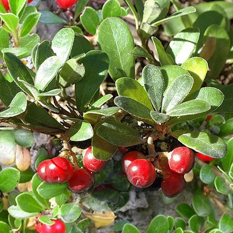 Bearberry Flower Seeds
