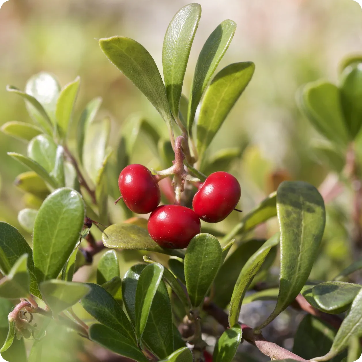 Bearberry Flower Seeds - Image 3