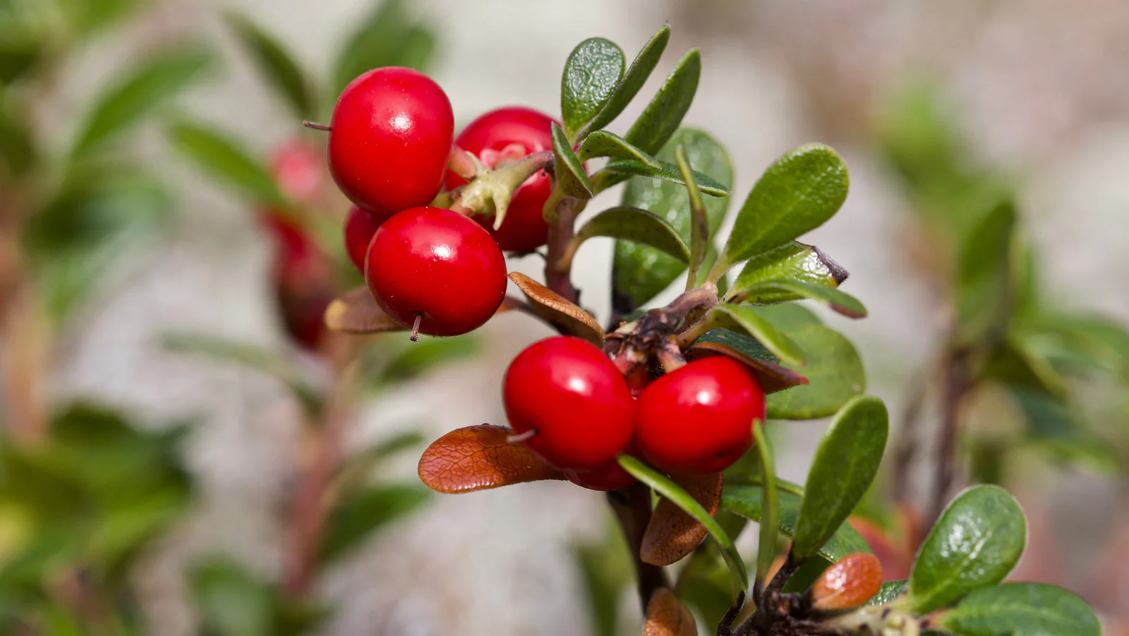 Bearberry Flower Seeds - Image 4