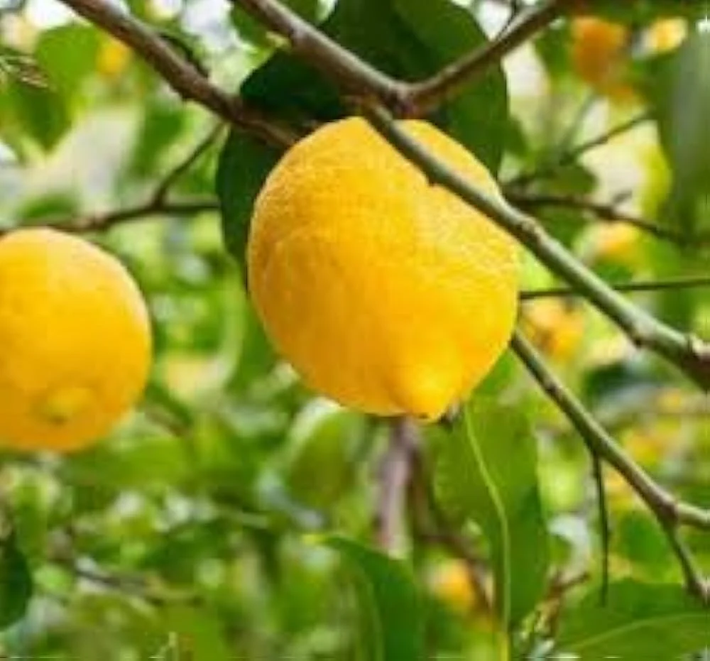 Bearss Lemon Seeds for Planting – Grow Juicy Citrus Trees at Home - Image 2