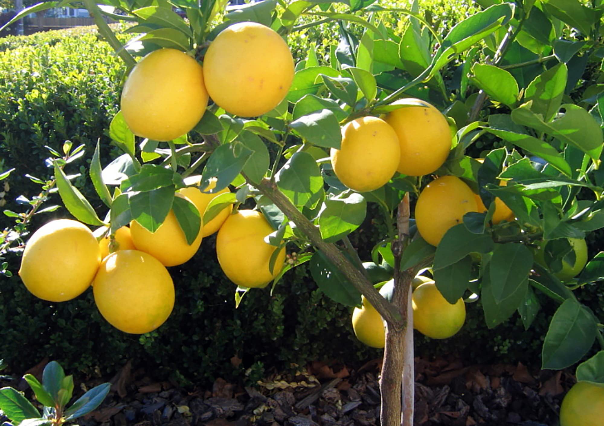 Bearss Lemon Seeds for Planting – Grow Juicy Citrus Trees at Home - Image 3