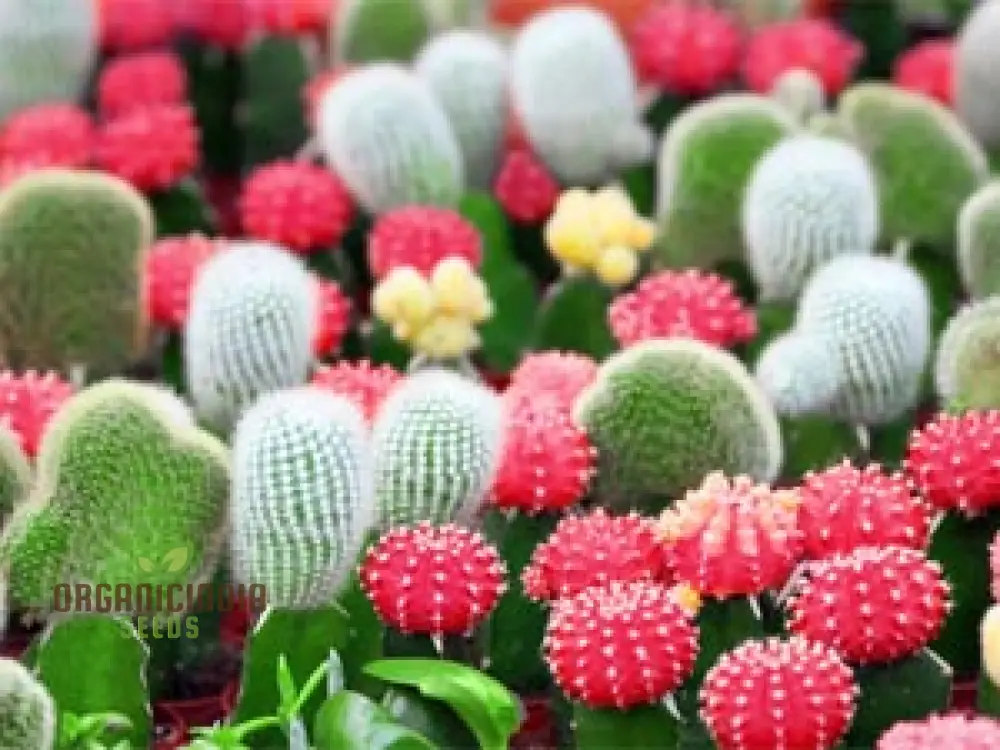 Beaulieu Flower Seeds for Planting - 100 pcs - Image 4