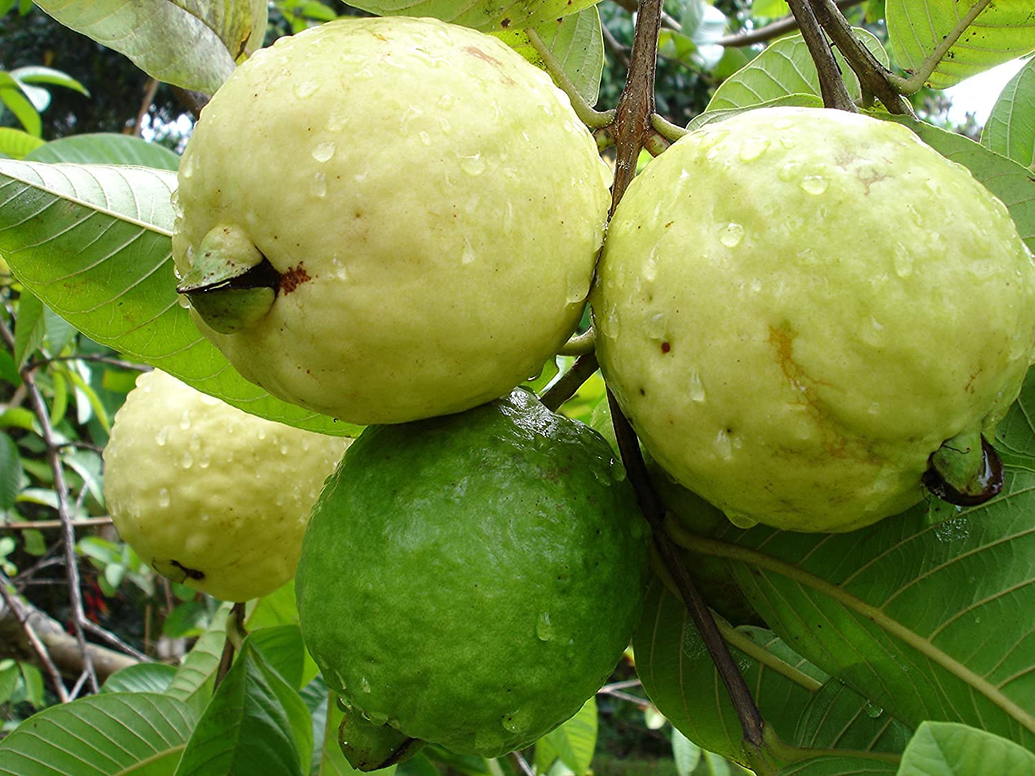 Beaumont Guava Seeds – Sweet & Aromatic Tropical Fruit for Planting - Image 4