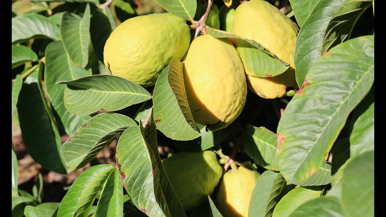 Beaumont Guava Seeds – Sweet & Aromatic Tropical Fruit for Planting - Image 5