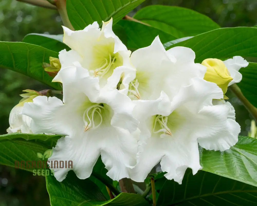 Beaumontia Grandiflora Seeds For Planting: Stunning Climbing Vine for Enthusiastic Gardeners and Plant Connoisseurs