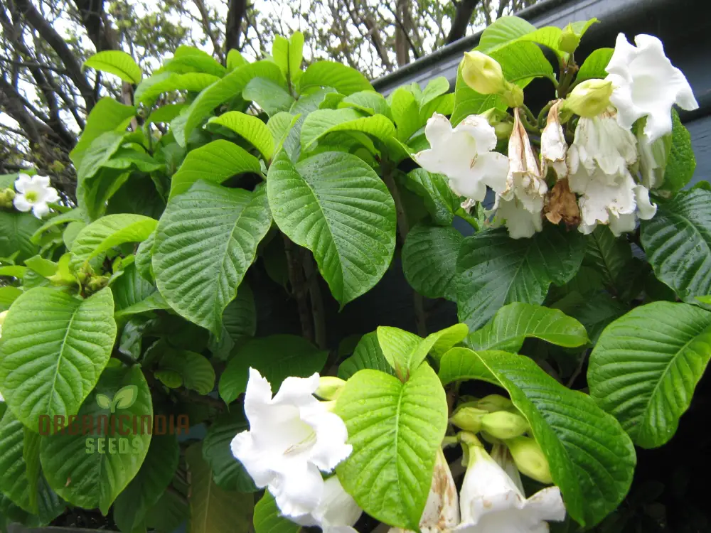 Beaumontia Grandiflora Seeds For Planting: Stunning Climbing Vine for Enthusiastic Gardeners and Plant Connoisseurs - Image 3