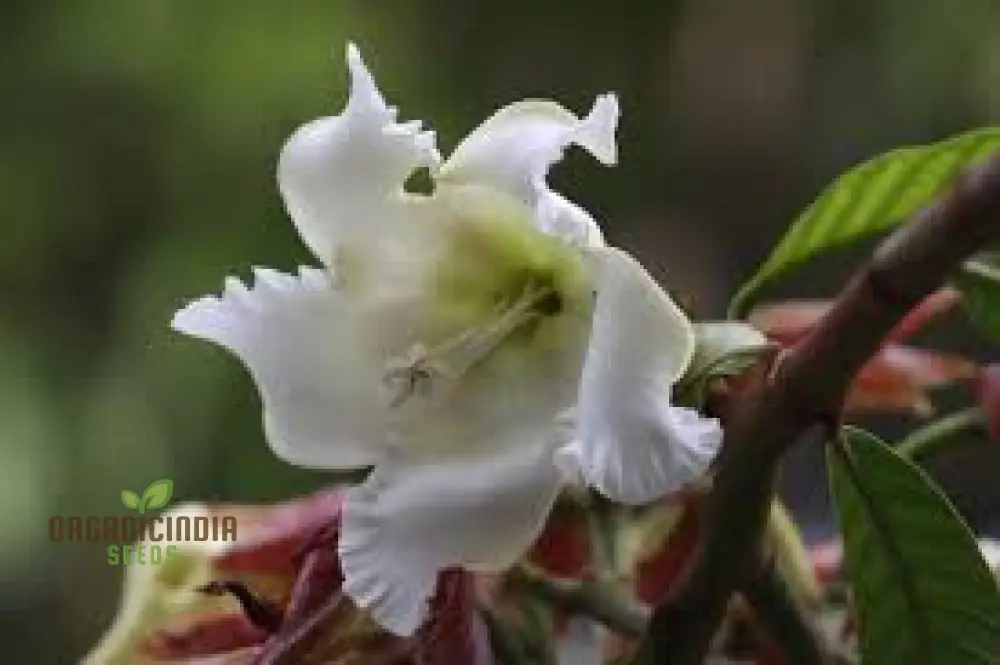 Beaumontia Grandiflora Seeds For Planting: Stunning Climbing Vine for Enthusiastic Gardeners and Plant Connoisseurs - Image 4