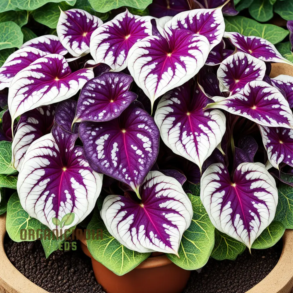 Beautiful Caladium Violet Bicolor Flower Seeds, Vibrant & Unique Garden Blooms