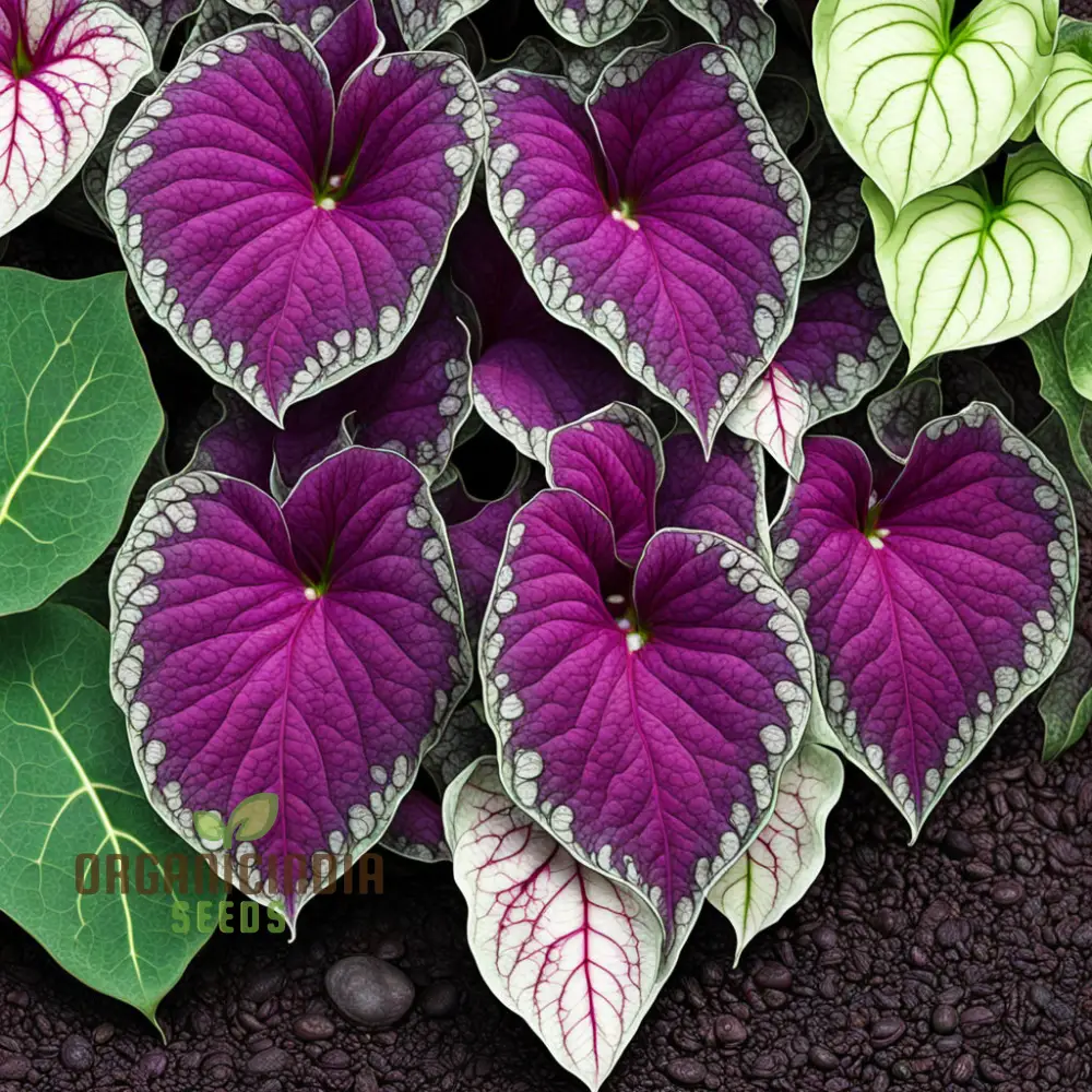 Beautiful Caladium Violet Bicolor Flower Seeds, Vibrant & Unique Garden Blooms - Image 2