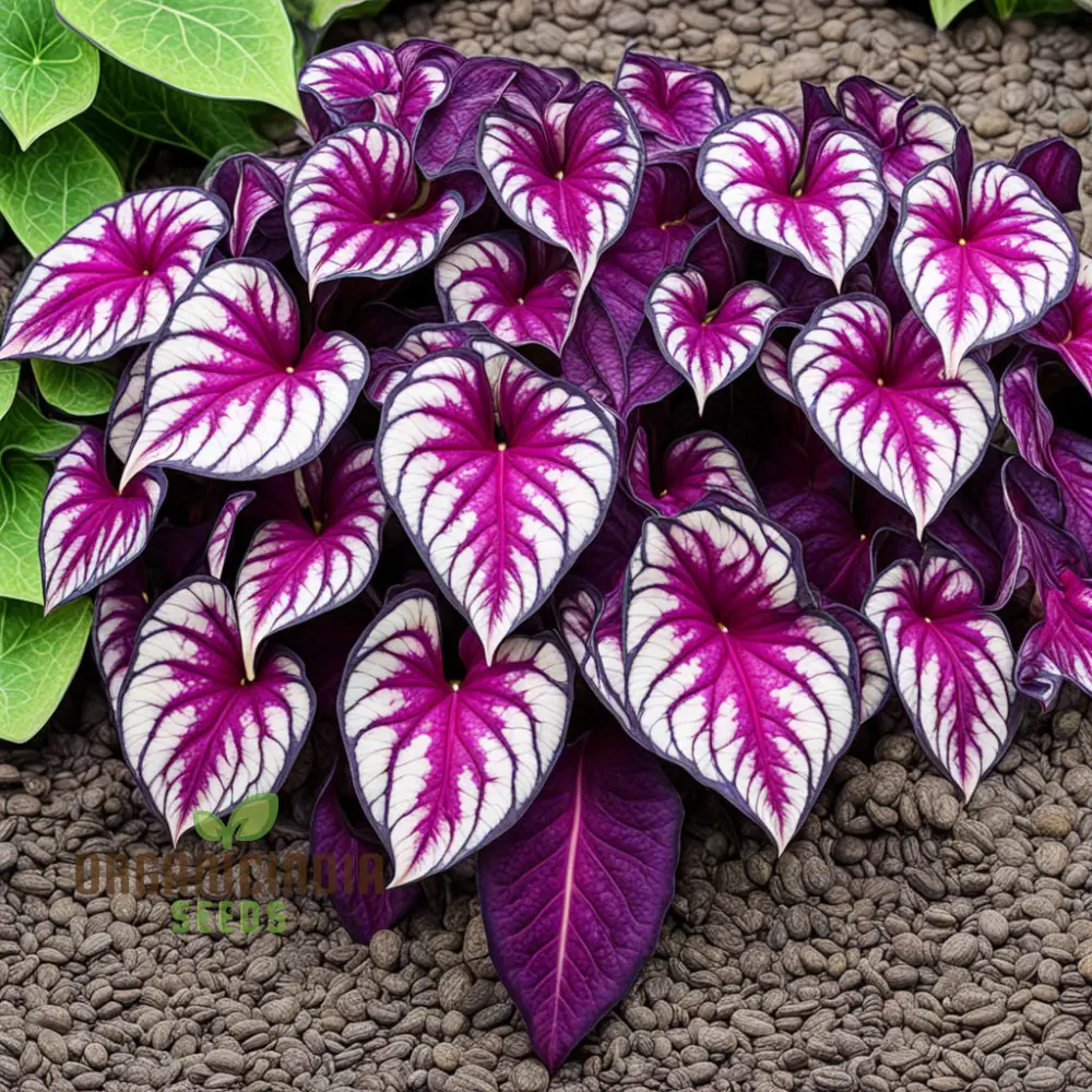 Beautiful Caladium Violet Bicolor Flower Seeds, Vibrant & Unique Garden Blooms - Image 3