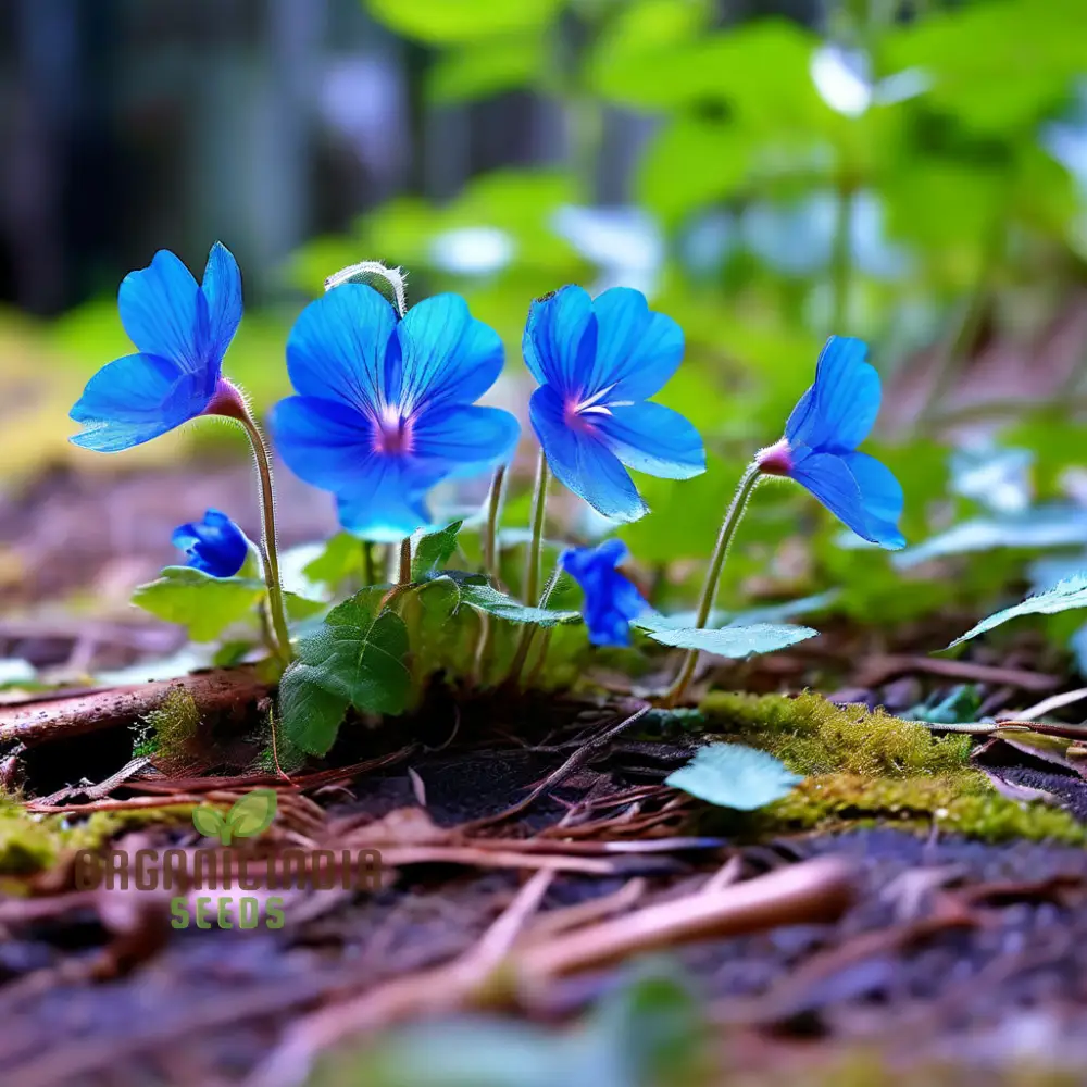 Vibrant Ceratostigma Plumbaginoides Flower Seeds, Cultivate Stunning Blue Blooms in Your Garden