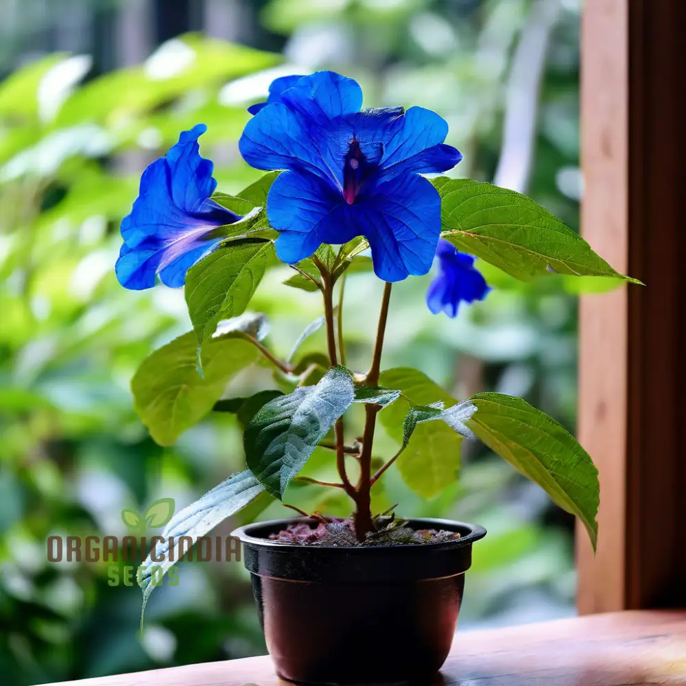 Vibrant Ceratostigma Plumbaginoides Flower Seeds, Cultivate Stunning Blue Blooms in Your Garden - Image 3