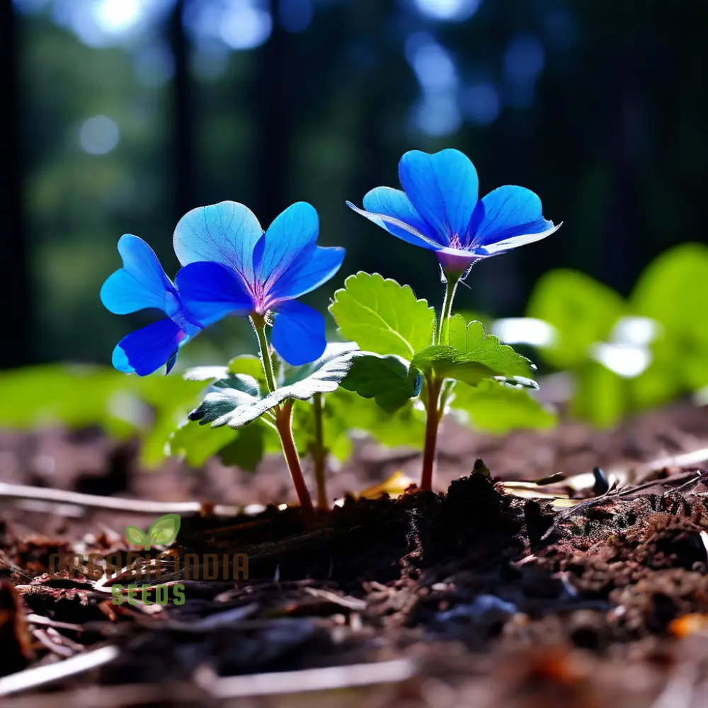 Vibrant Ceratostigma Plumbaginoides Flower Seeds, Cultivate Stunning Blue Blooms in Your Garden - Image 4