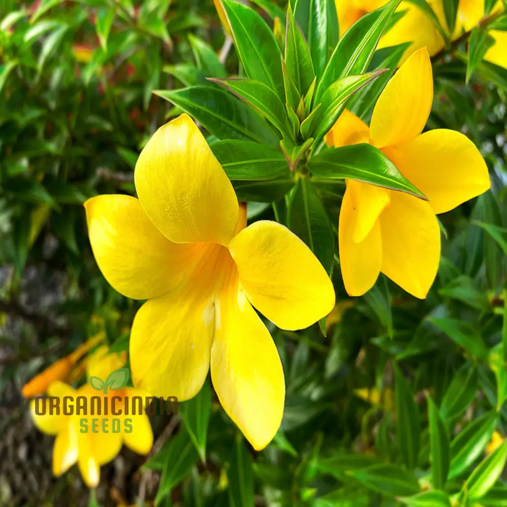 Allamanda Seeds – Vibrant Blooms for Colorful Garden Planting
