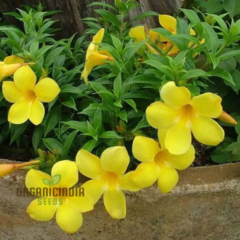Allamanda Seeds – Vibrant Blooms for Colorful Garden Planting - Image 2