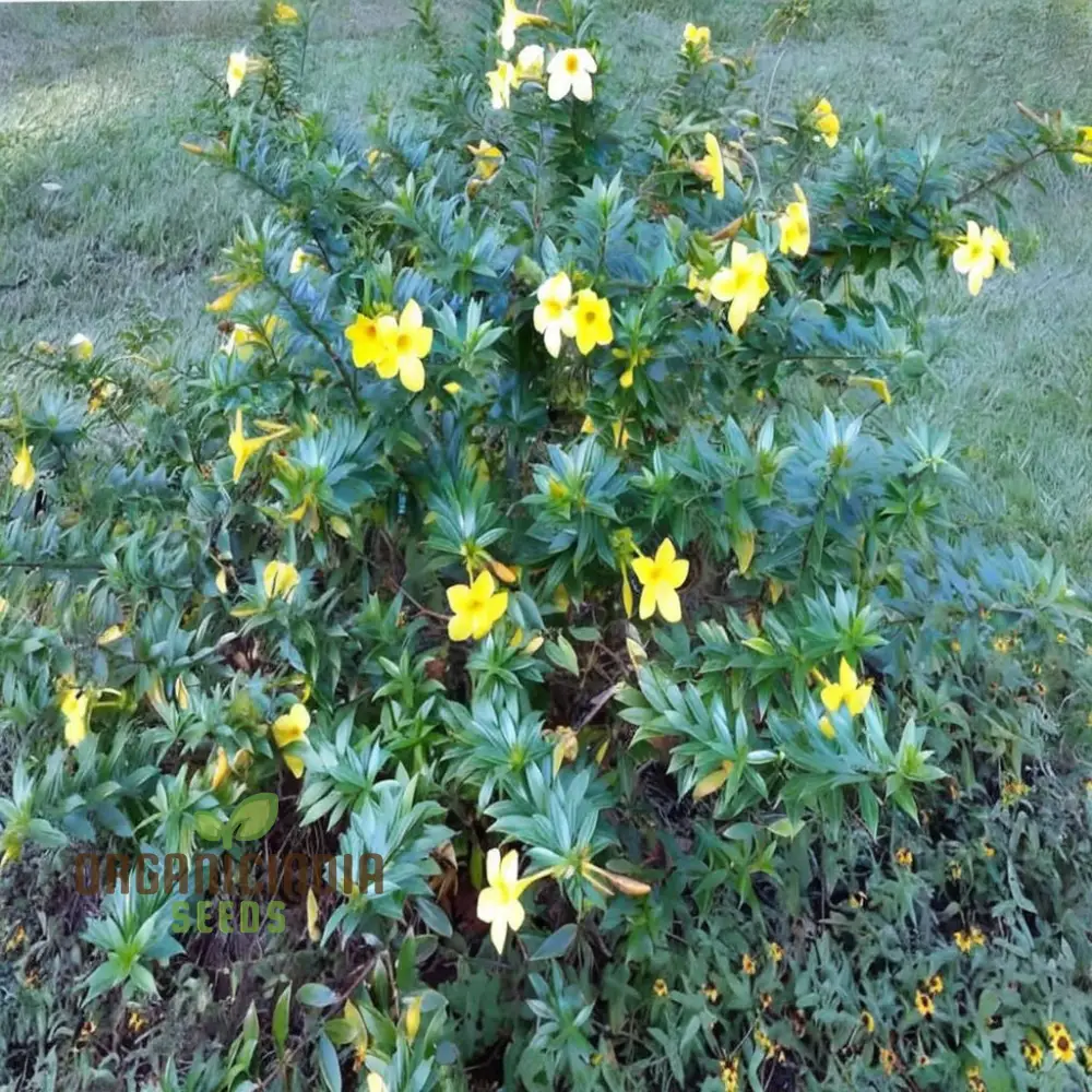 Allamanda Seeds – Vibrant Blooms for Colorful Garden Planting - Image 3