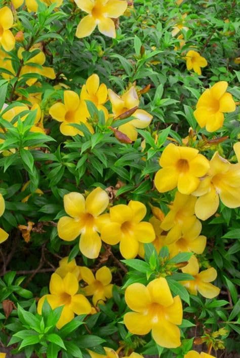 Allamanda Seeds – Vibrant Blooms for Colorful Garden Planting - Image 5