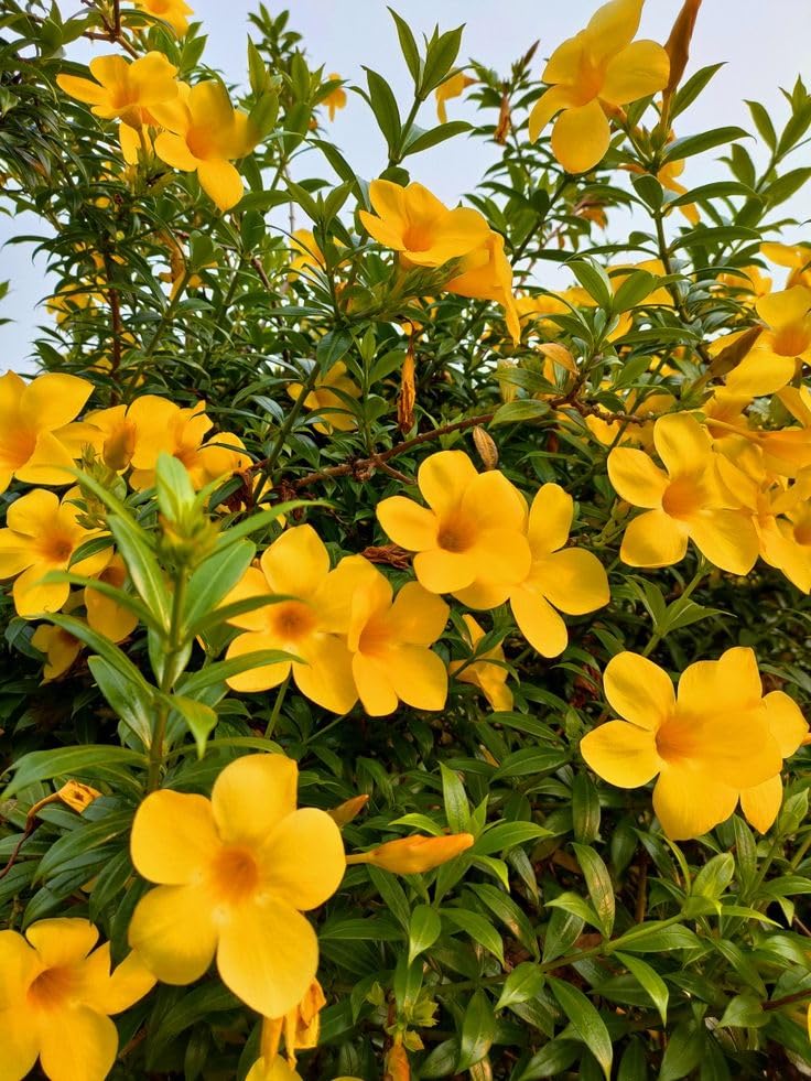 Allamanda Seeds – Vibrant Blooms for Colorful Garden Planting - Image 6