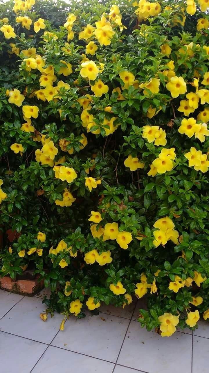 Allamanda Seeds – Vibrant Blooms for Colorful Garden Planting - Image 7