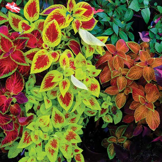 Beautiful Coleus Seeds – Colorful Foliage for Shade Gardens