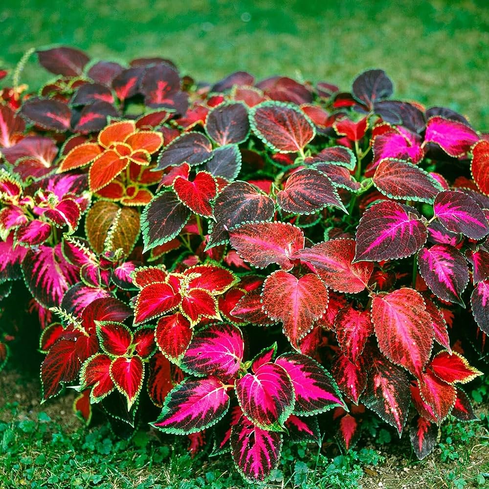 Beautiful Coleus Seeds – Colorful Foliage for Shade Gardens - Image 3