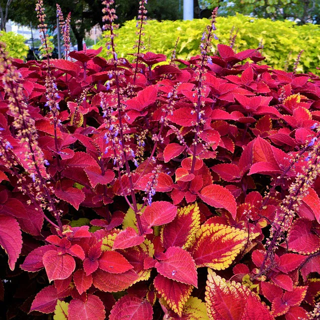 Beautiful Coleus Seeds – Colorful Foliage for Shade Gardens - Image 4