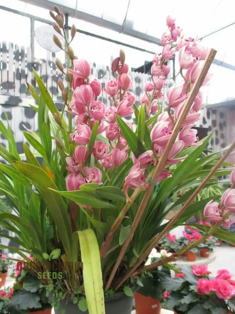 Beautiful Red Cymbidium Flower Seeds, Planting, 100 pcs