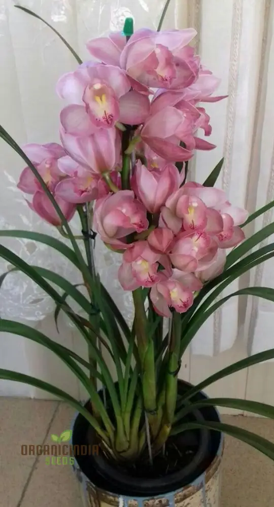 Beautiful Red Cymbidium Flower Seeds, Planting, 100 pcs - Image 3