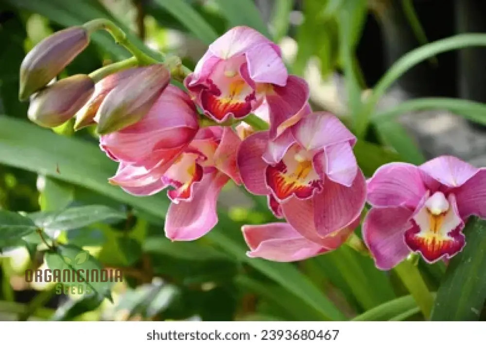 Beautiful Red Cymbidium Flower Seeds, Planting, 100 pcs - Image 4
