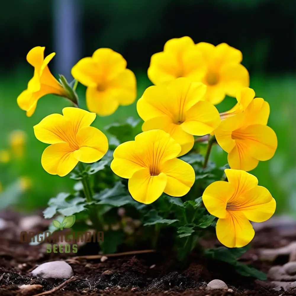 Beautiful Yellow Superbells Calibrachoa Flower Seeds, High-Quality Seeds for Vibrant Garden Blooms