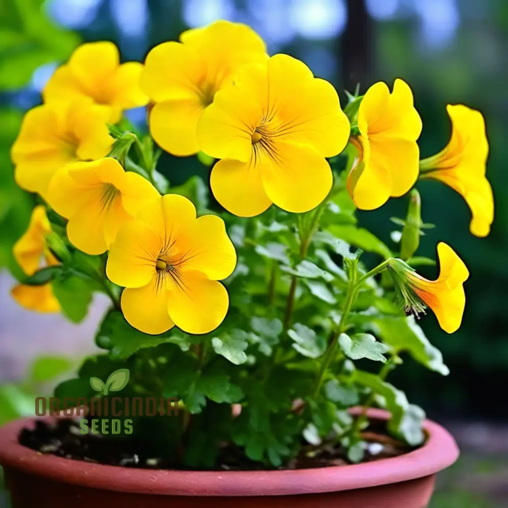 Beautiful Yellow Superbells Calibrachoa Flower Seeds, High-Quality Seeds for Vibrant Garden Blooms - Image 3