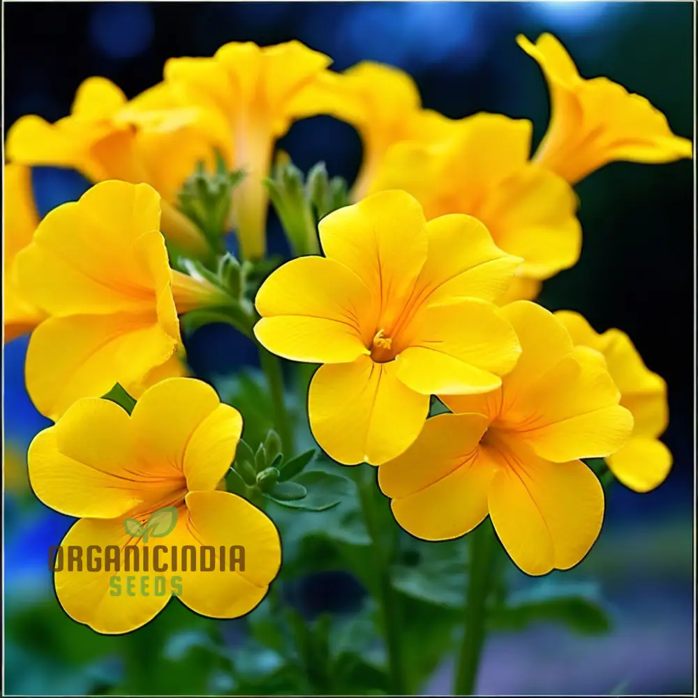 Beautiful Yellow Superbells Calibrachoa Flower Seeds, High-Quality Seeds for Vibrant Garden Blooms - Image 4