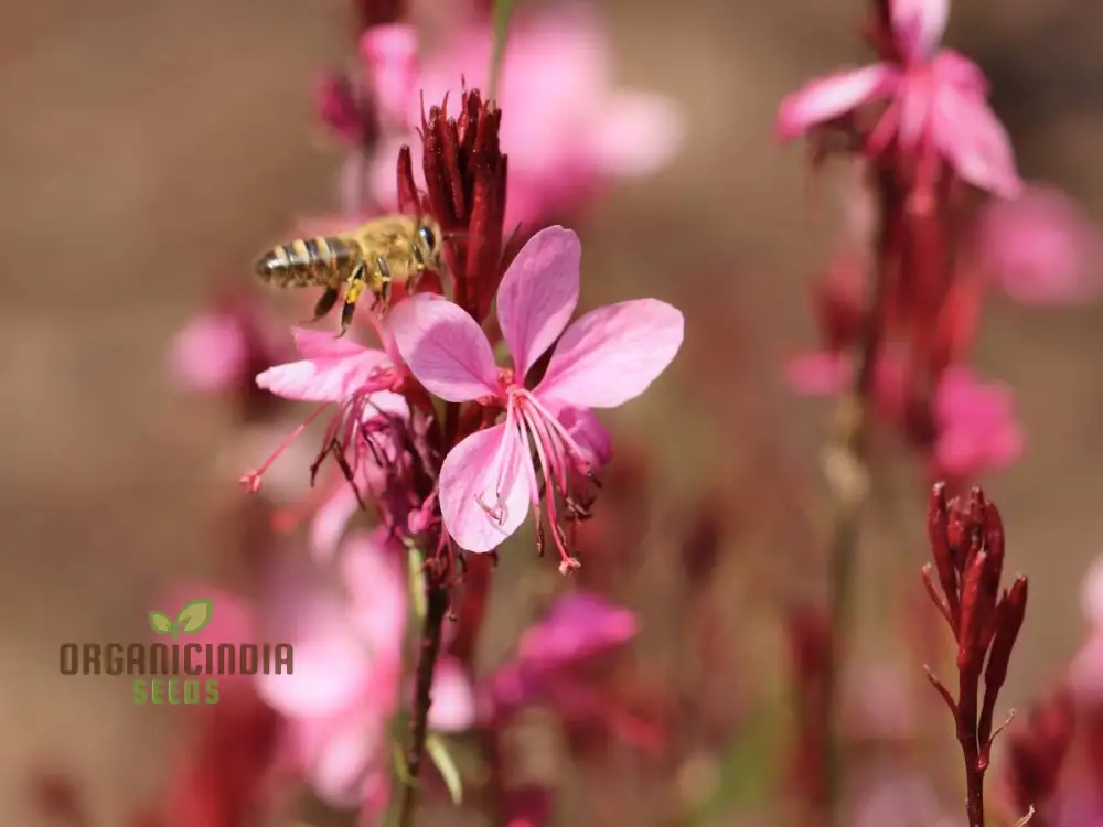 Bee Blossom Seeds - Premium Planting Selection for Vibrant Gardens