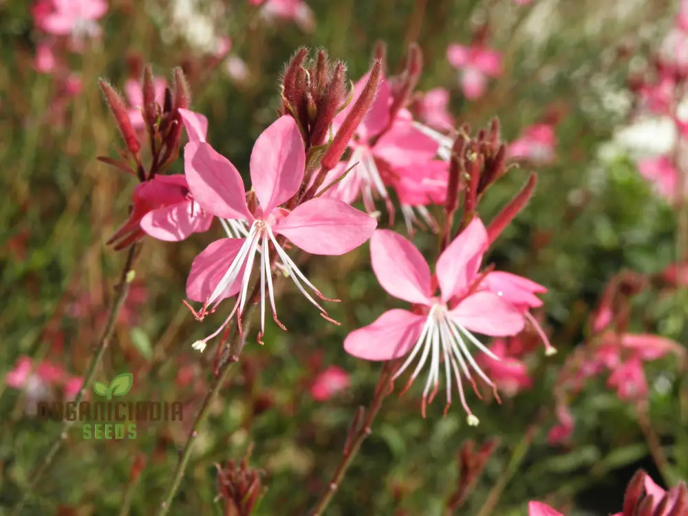 Bee Blossom Seeds - Premium Planting Selection for Vibrant Gardens - Image 3