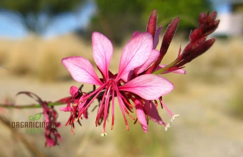 Bee Blossom Seeds - Premium Planting Selection for Vibrant Gardens - Image 4