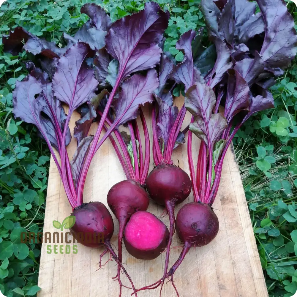 BEETROOT BEET LEAF BULLS BLOOD SCARLETTA Seeds for Planting