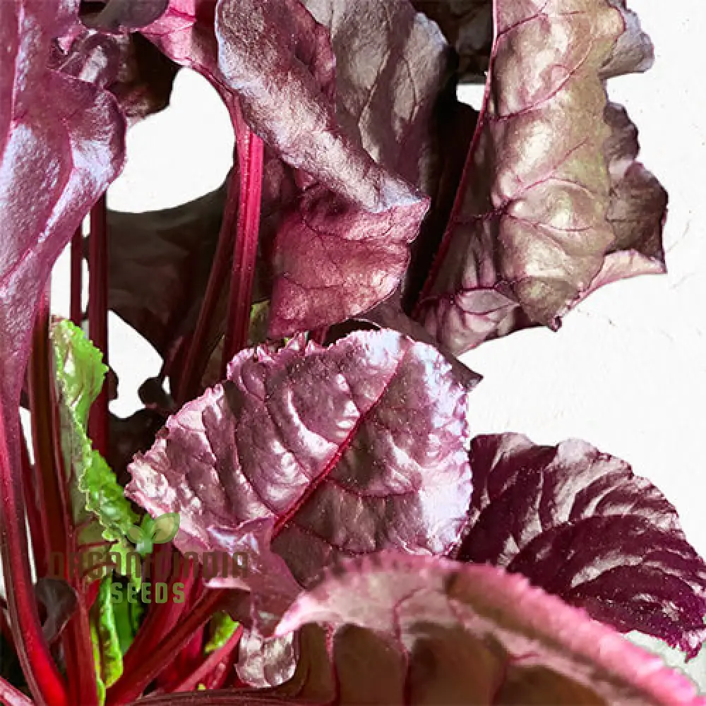 BEETROOT BEET LEAF BULLS BLOOD SCARLETTA Seeds for Planting - Image 3
