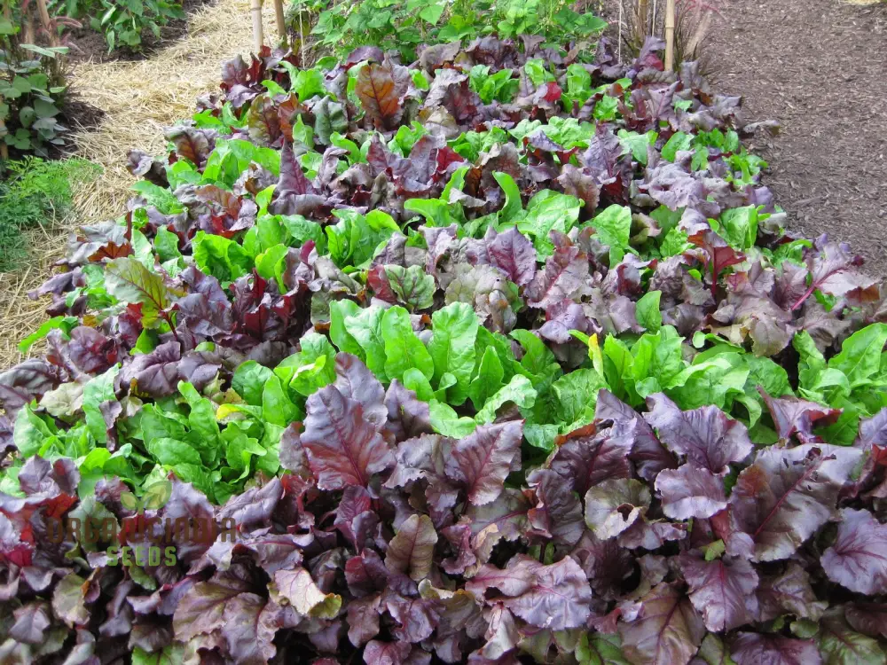 BEETROOT BEET LEAF BULLS BLOOD SCARLETTA Seeds for Planting - Image 4