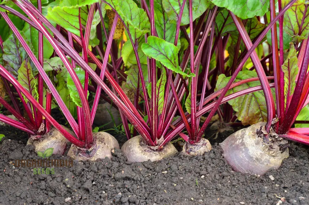 Beetroot Boltardy Seeds for Gardening - High-Quality Cultivated Beetroot Seeds for a Thriving Garden