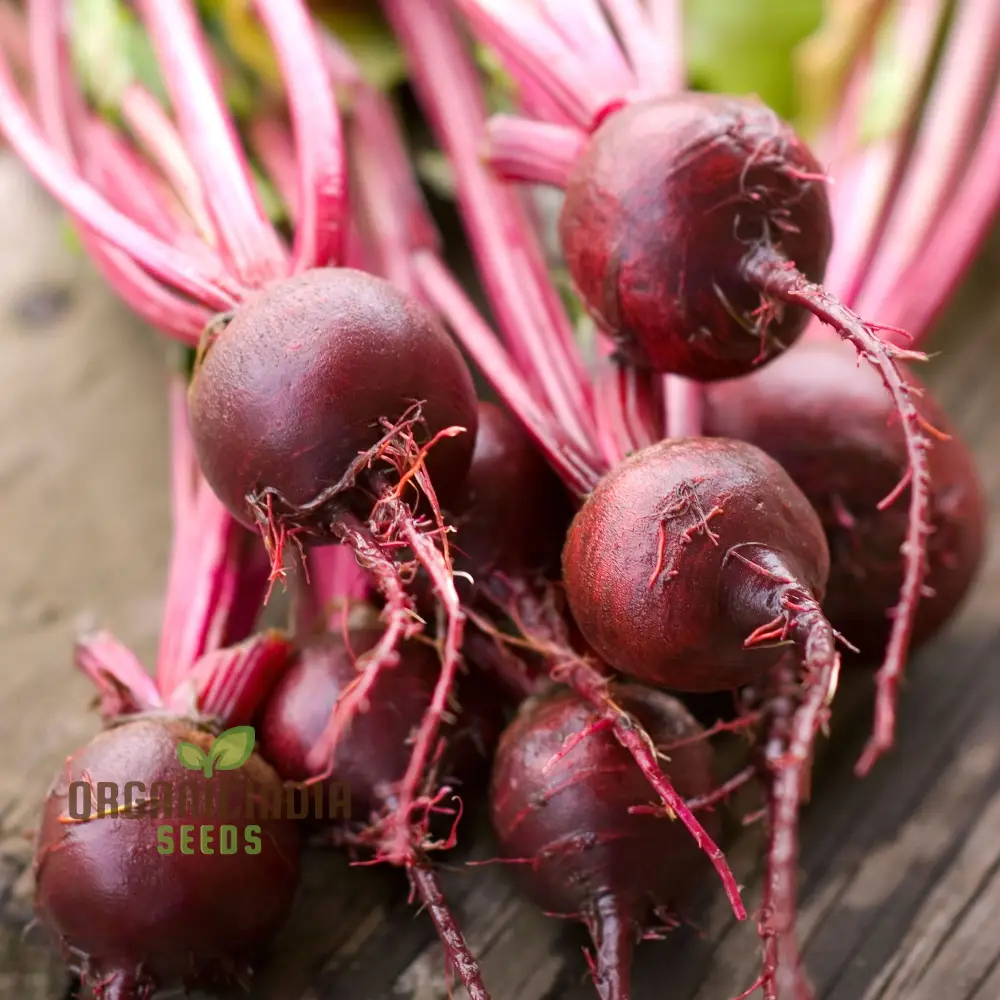 Beetroot Boltardy Seeds for Gardening - High-Quality Cultivated Beetroot Seeds for a Thriving Garden - Image 3