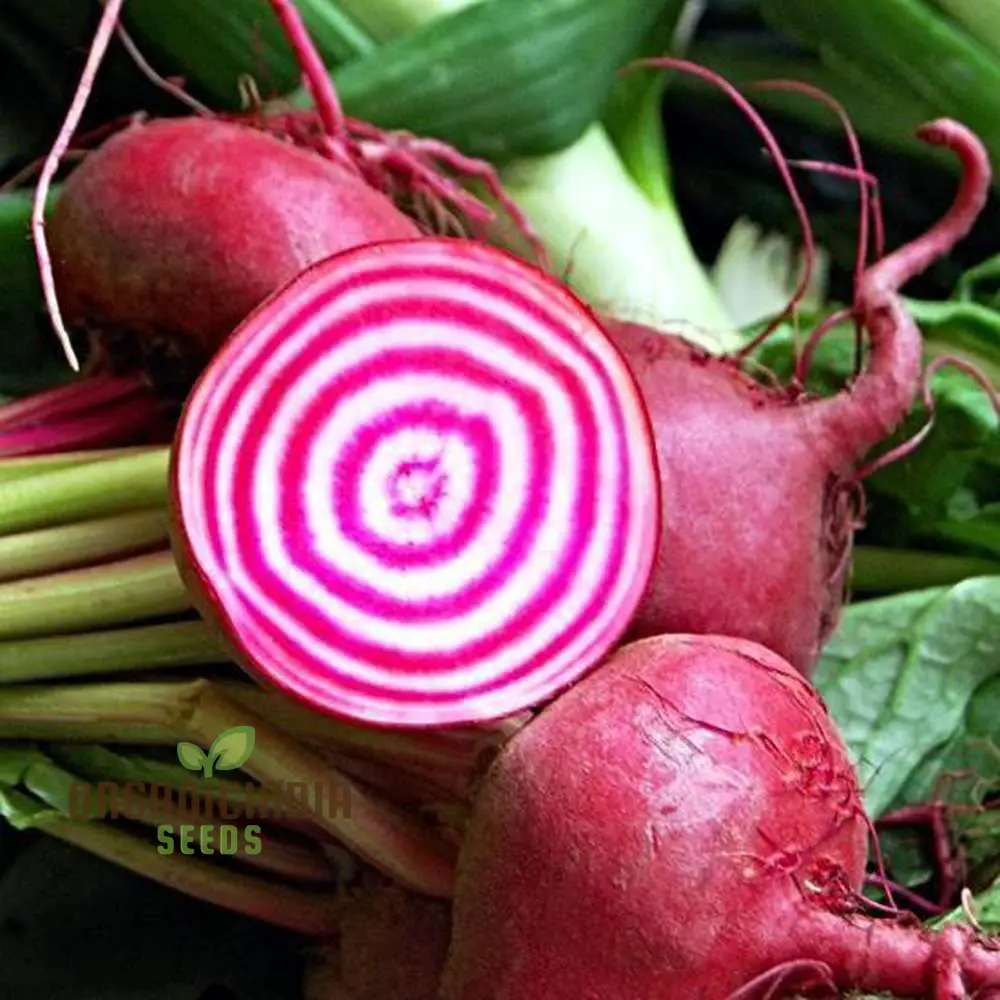 BEETROOT CHIOGGIA Seeds for Planting| Organic Gardening Seeds